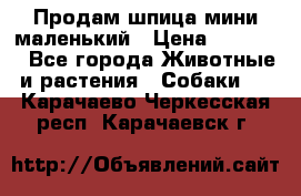 Продам шпица мини маленький › Цена ­ 15 000 - Все города Животные и растения » Собаки   . Карачаево-Черкесская респ.,Карачаевск г.